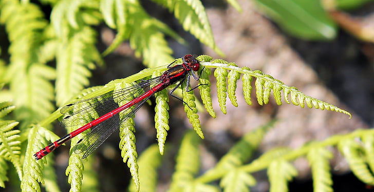 Dragonfly, Red, insectă, libelula rosie, închide, natura, aripa