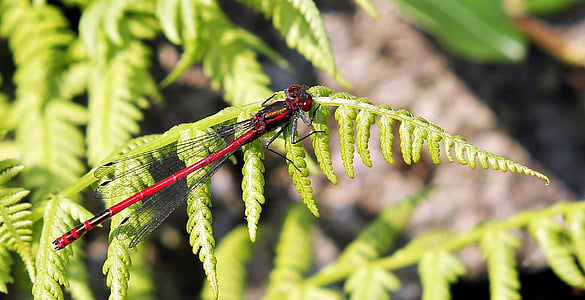 Libelle, rot, Insekt, rote Libelle, in der Nähe, Natur, Flügel