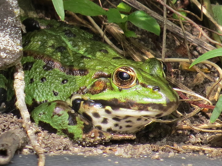 frog, nature, animal