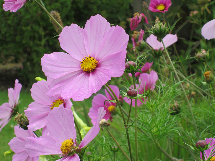 květ, růžová, světlé, Bloom, venkova, jaro, venkovní