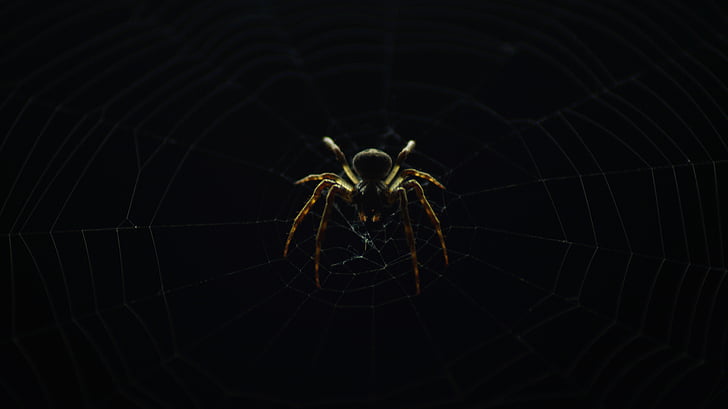 skedenj, pajek, črna, ozadje, insektov, narave, Web