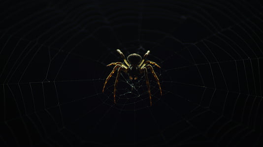 stald, edderkop, sort, baggrund, insekt, natur, Web