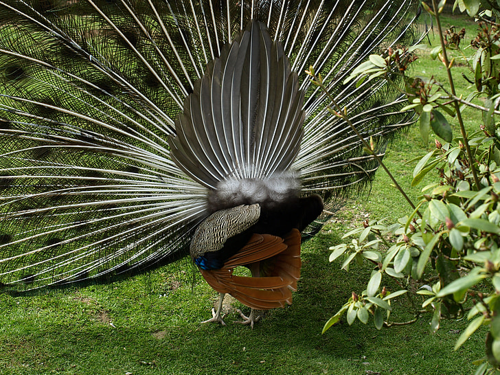 Peacock wiel, Peacock, veer, Pavo cristatus, Terug