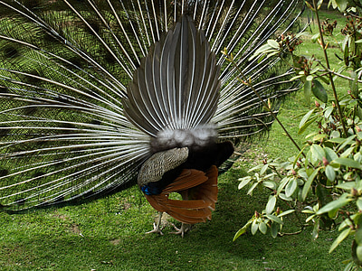 peacock wheel, peacock, feather, pavo cristatus, back