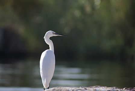 Egreta, pasăre, alb, animale, Nile