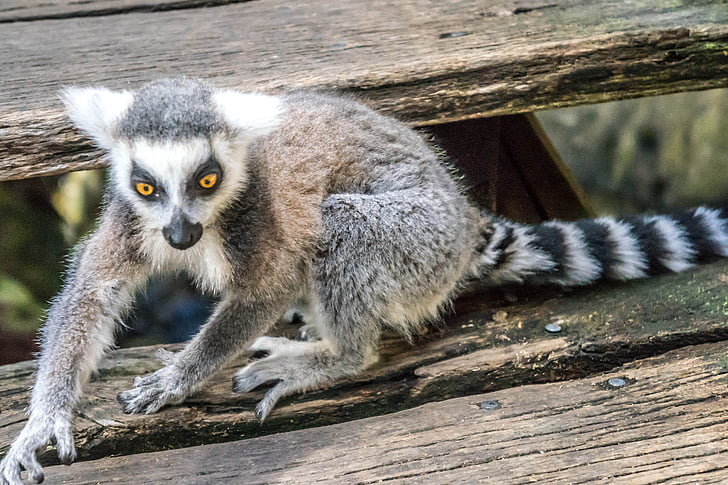Lemur, ogen, speelse, schattig, dieren in het wild, staart, mooie