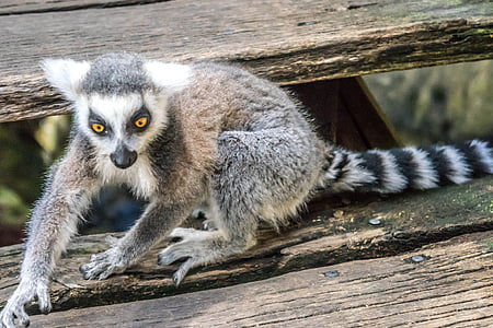 Lemur, olhos, brincalhão, bonito, vida selvagem, cauda, linda