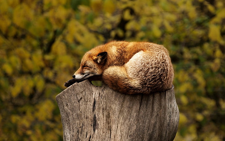fox, tree, stump, sleeping, resting, relaxing, red