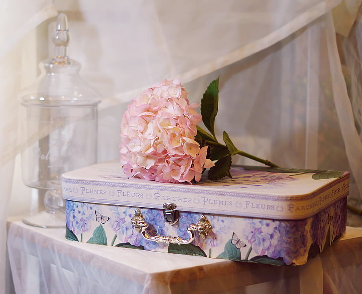 Hortenze, puķe, koferis, apdare