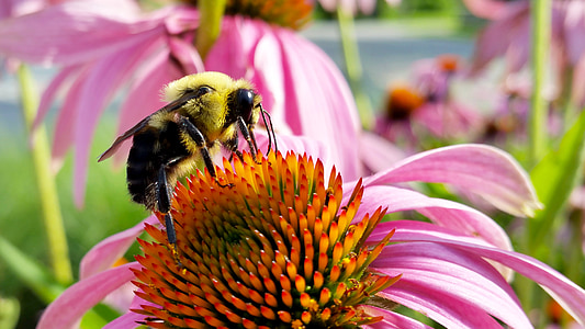 abelha, Coneflower, insetos, zangão, estreito-com folhas coneflower roxo, echinacea blacksamson, Echinacea angustifolia