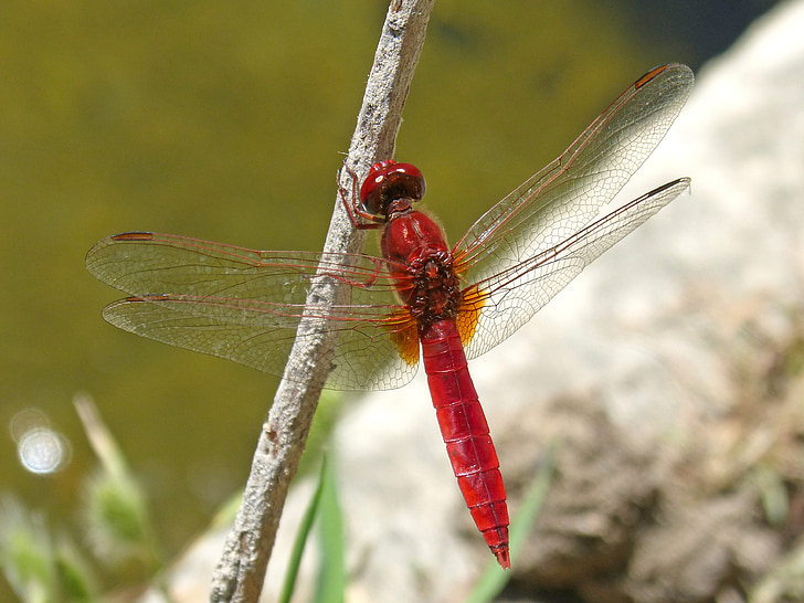 빨간 잠자리, 날개 달린된 곤충, erythraea crocothemis, 줄기, 습지