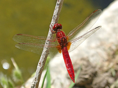 червено водно конче, крилати насекоми, erythraea crocothemis, стволови, влажните зони