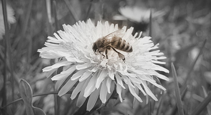 bee, sonchus oleraceus, nectar, flower, spring, closeup, macro