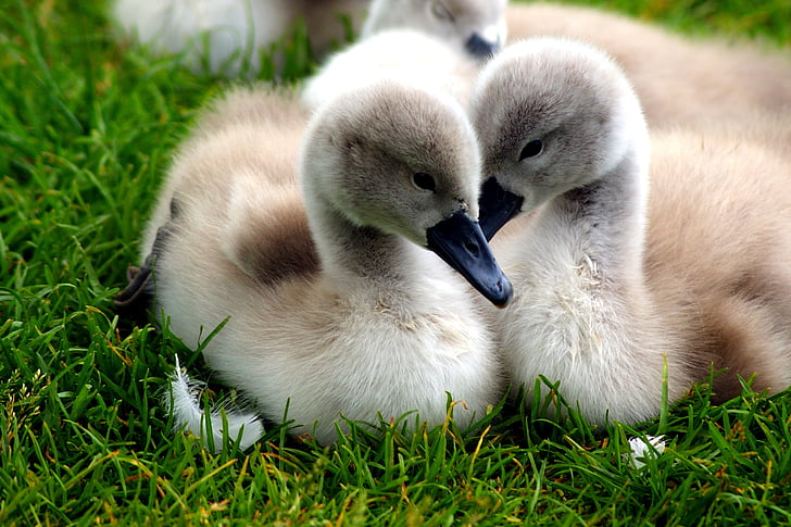 swans, chicks, nature, lake, water, grass, swan