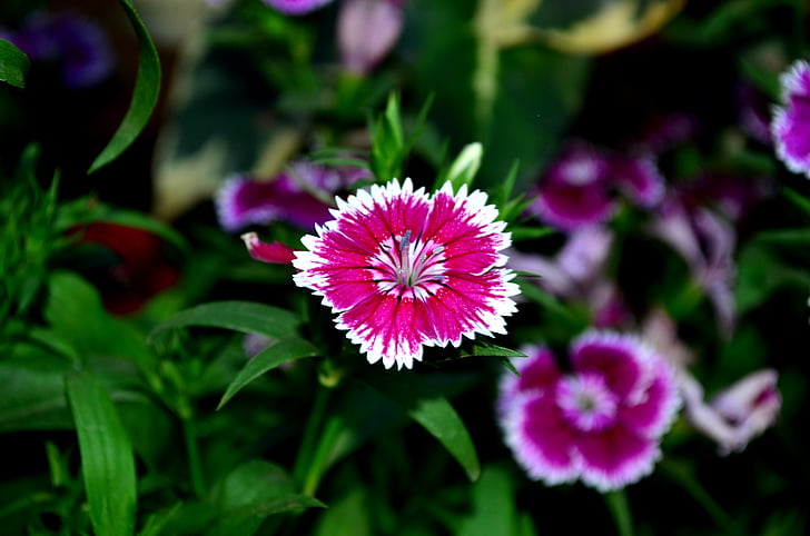 Dianthus, kukka, Blossom, vaaleanpunainen, violetti