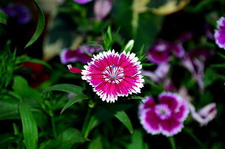 dianthus, flower, blossom, pink, purple