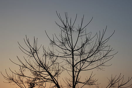 rama, decoración, silueta, árbol, puesta de sol, noche, otoño
