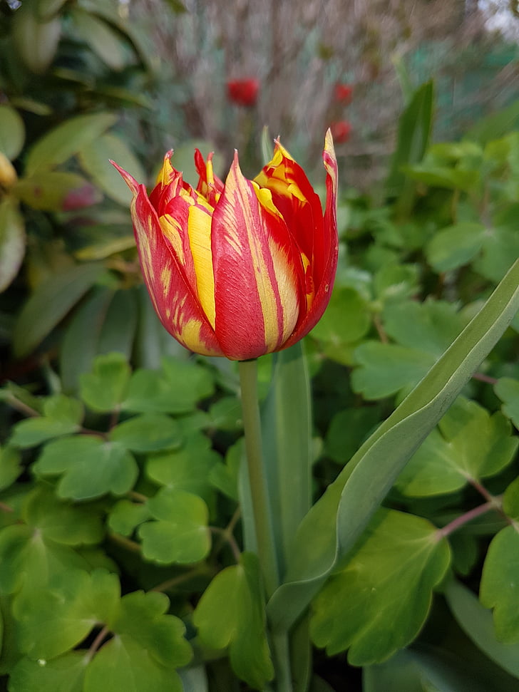jaro, květiny, tulipány
