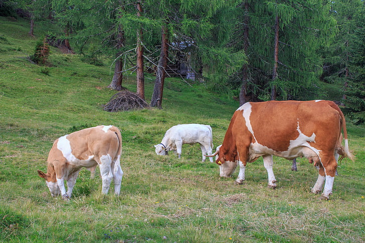 troupeau de vaches, bovins, vaches, vache, viande bovine, animaux, les vaches laitières