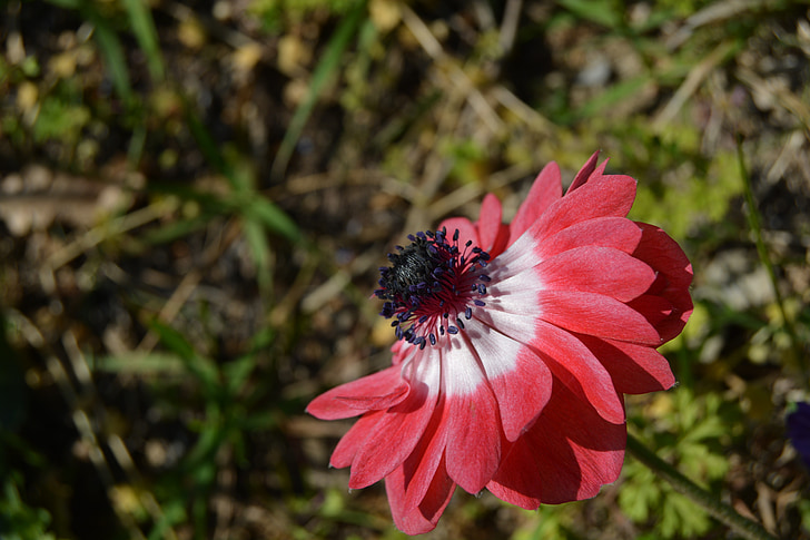 anemone, Hoa, màu đỏ, trắng, Hoa màu đỏ, cánh hoa, đầy màu sắc