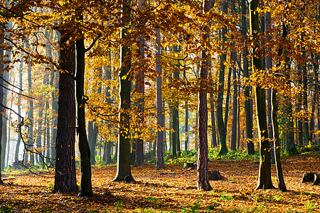 šuma, jesen, zelena, priroda, stabla, zemlja, lišće