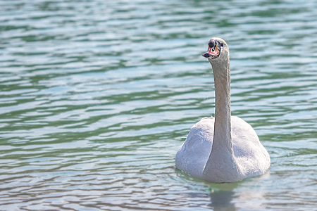 swan, water, bird, lake, feather, water bird, beautiful