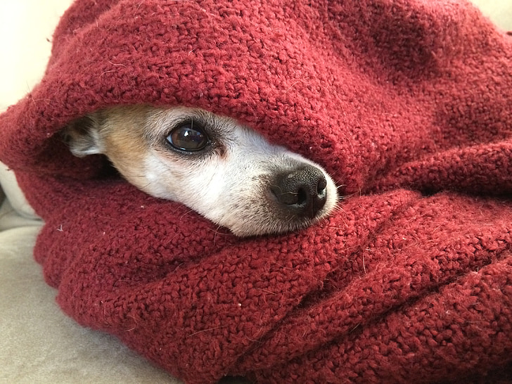 Чихуахуа, куче, одеяло, студено, зимни, червен, домашен любимец