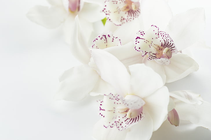 orchidėjos, gėlės baltos spalvos fone, gėlės, violetinė, Egzotiški, Botanika, lapų