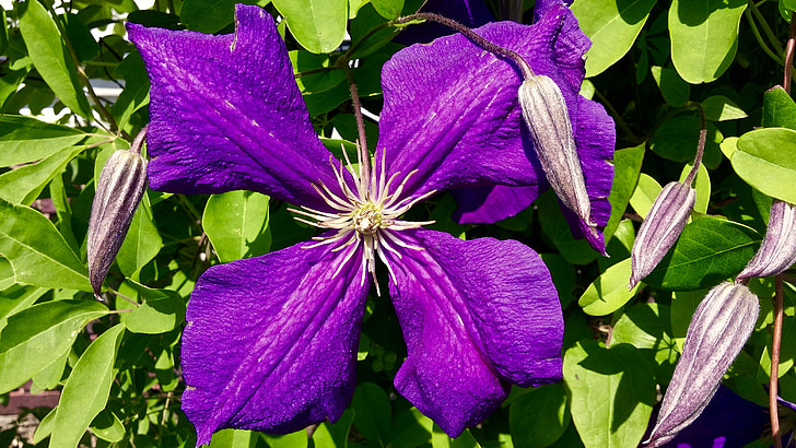 clematis, purple, petals, flower, four, green, nature