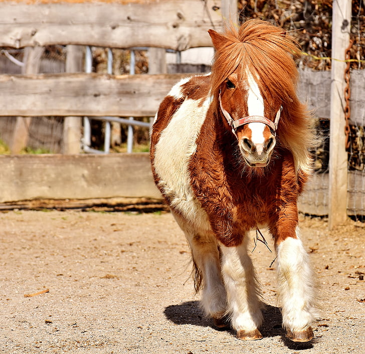 Pony, ejecutar, lindo, caballo pequeño, marrón, Blanco, animal