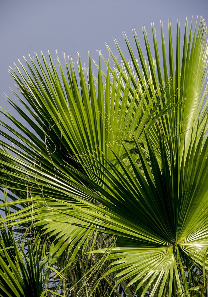 green, leafed, trees, daytime, Fronds, Palm, Leaf, Foliage