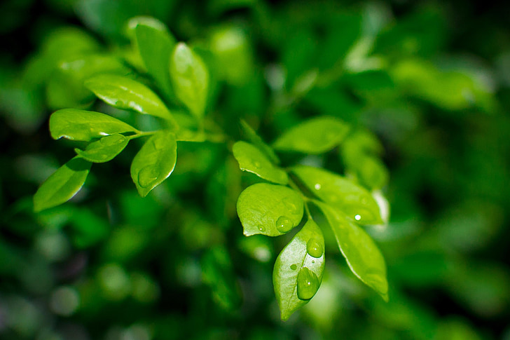 leaves, wet, droplets, rain, green, lush, plant