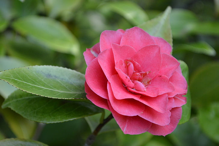 Camellia, kvety, Bush, kvet, ružová, okrasné kríky, Príroda