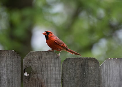 northern, cardinal, perching, brown, wooden, fence, animals