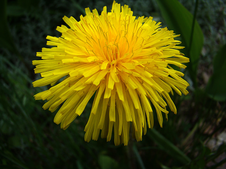 dandelion, plant, weeds, yellow, summer, flower