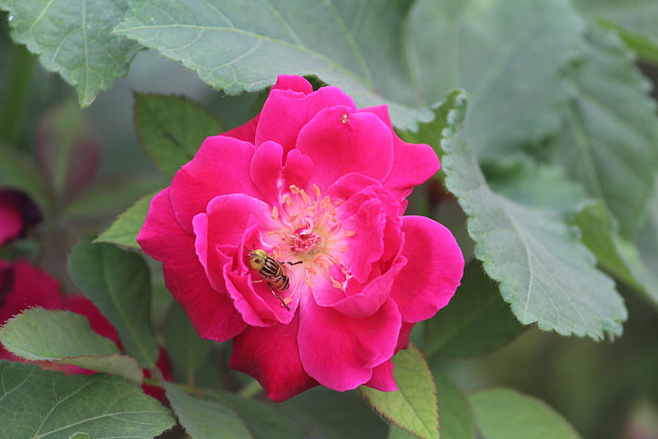 rose, bee on a flower, honey bee, pollination
