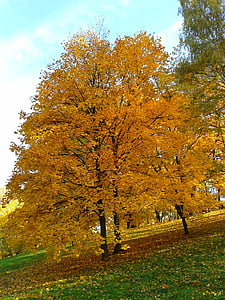 Laub, Herbst, Herbst gold, gelbe Blätter, Gold