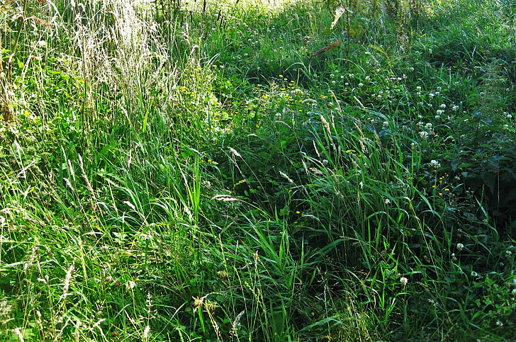 sommaräng, Wild meadow, blommande gräs, gräs, grön, sommar, tid på året