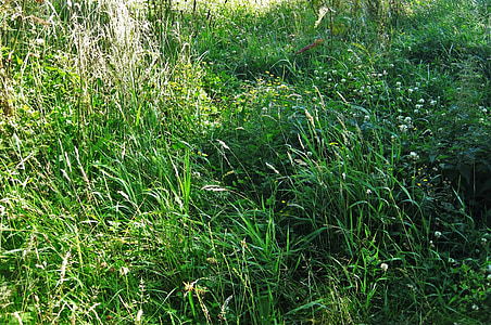Pradera de verano, Prado salvaje, hierba de flores, hierbas, verde, verano, época del año