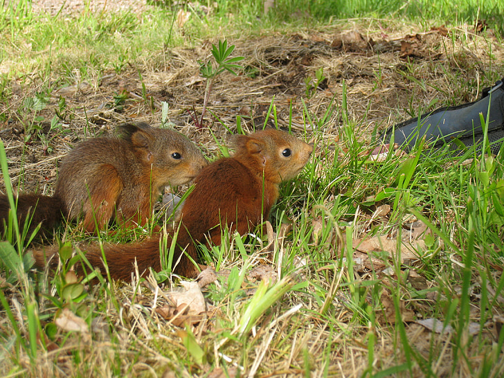 다람쥐 어린이, 정원, 신발, 잔디, 여름, 색상, 동물