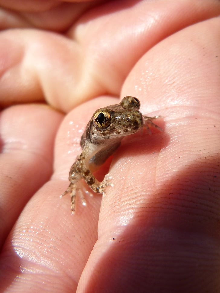frog, lower case, hand, priorat, montsant, animal, amphibian