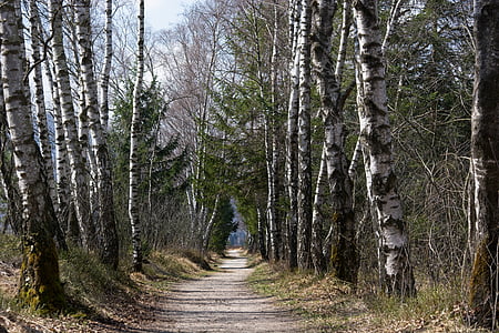 spring, away, trail, trees, birch, avenue, walk