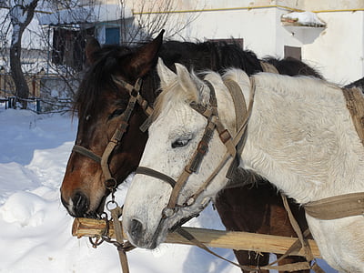 cavalos, Inverno, animal, estrada, carrinho, cabeça, doméstica