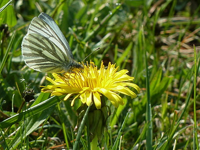 butterfly, dandelion, collect nectar, spring, nature, insect, summer