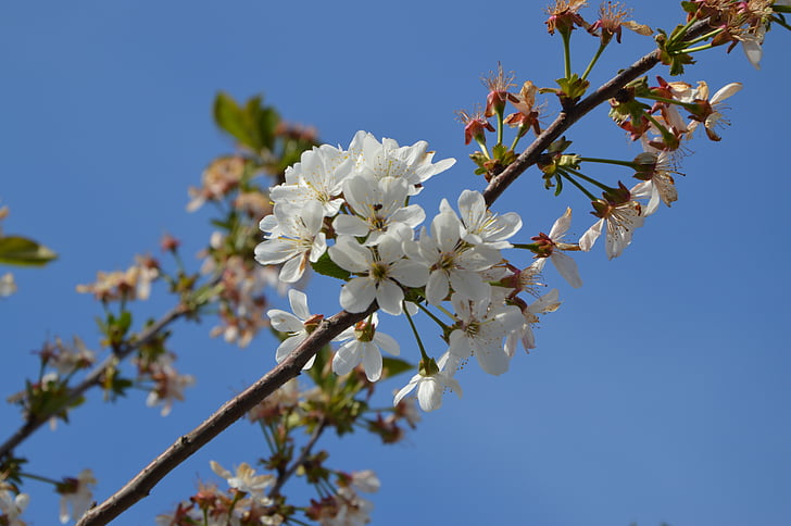 primavera, flor, natura, arbre, branca, fruita, Sakura