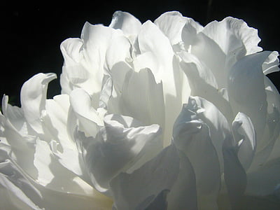 alb, hârtie, a crescut, floare, flori, natura, vara