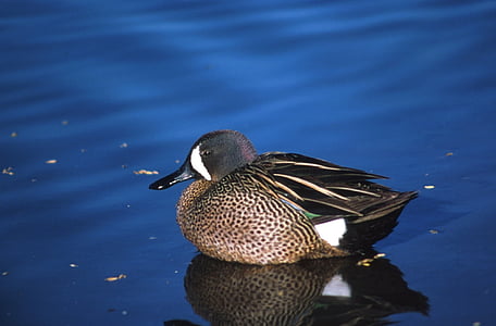 blue winged teal, duck, swimming, water, bird, wildlife, nature