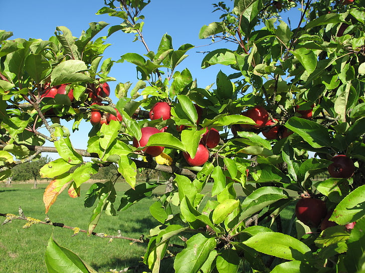 Apple, september, blauwe hemel, appelboom, rood, boom, Orchard
