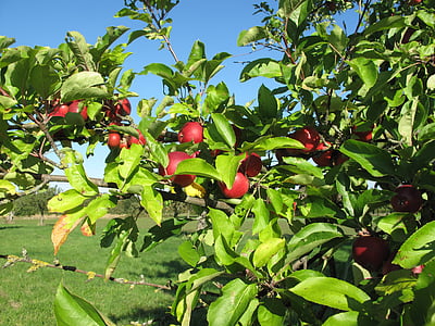 Apple, september, blauwe hemel, appelboom, rood, boom, Orchard