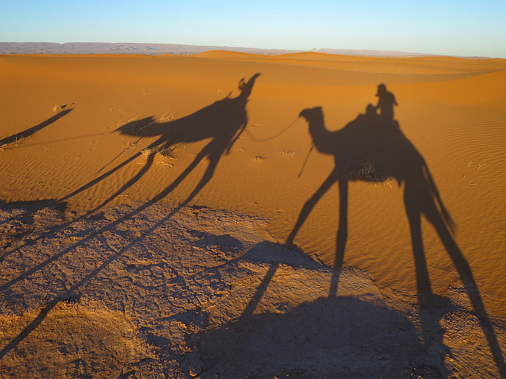 desert, sand, shadow camel, morocco, sand dune, nature, camel